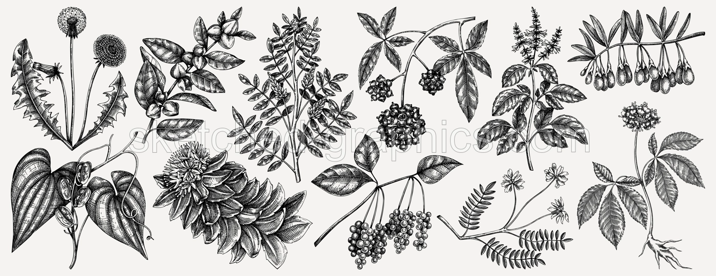 Medicinal plants illustrations collection. Hand-sketched adaptogenic berries, weeds, herbs set. Perfect for recipe, menu, label, packaging. Vector plants outlines. Botanical elements in vintage style. Illustration